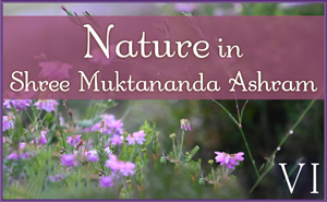 July: Nature IV in Shree Muktananda Ashram