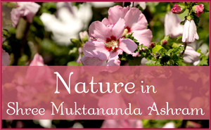August: Nature in Shree Muktananda Ashram