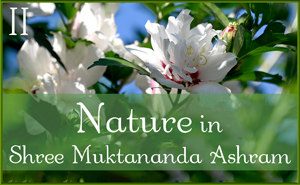 August: Nature II in Shree Muktananda Ashram