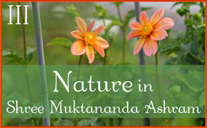 August: Nature III in Shree Muktananda Ashram