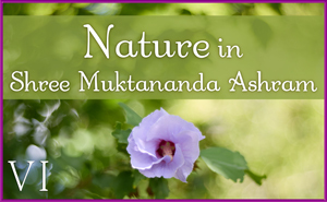 August: Nature VI in Shree Muktananda Ashram