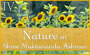 August: Nature IV in Shree Muktananda Ashram