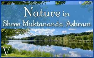 August: Nature V in Shree Muktananda Ashram