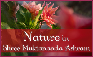 August: Nature VII in Shree Muktananda Ashram