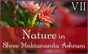 August: Nature VII in Shree Muktananda Ashram