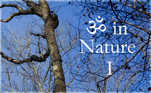 AUM in Nature Gallery I