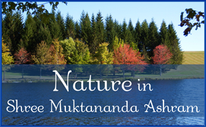 October: Nature II in Shree Muktananda Ashram