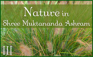 October: Nature III in Shree Muktananda Ashram