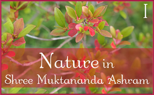 September: Nature I in Shree Muktananda Ashram