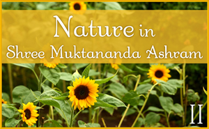 September: Nature II in Shree Muktananda Ashram