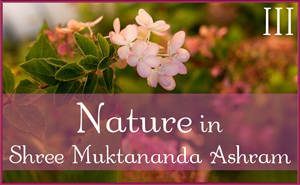 September: Nature III in Shree Muktananda Ashram