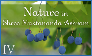 September: Nature IV in Shree Muktananda Ashram