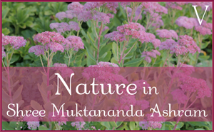 September: Nature V in Shree Muktananda Ashram