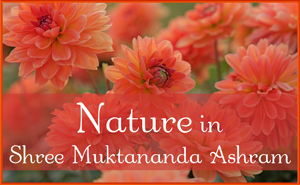 Nature in September in Shree Muktananda Ashram