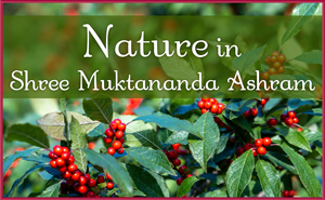September: Nature in Shree Muktananda Ashram