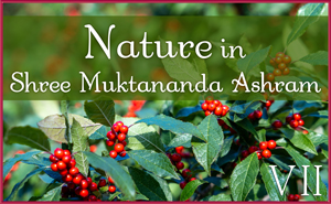 September: Nature VII in Shree Muktananda Ashram