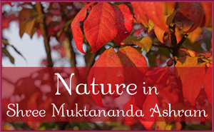 September: Nature III in Shree Muktananda Ashram