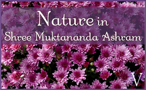 October: Nature V in Shree Muktananda Ashram