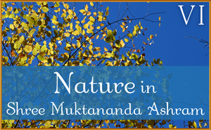 October: Nature VI in Shree Muktananda Ashram