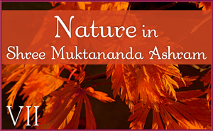 October: Nature VII in Shree Muktananda Ashram