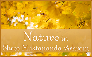 Nature in Shree Muktananda Ashram - October 2025