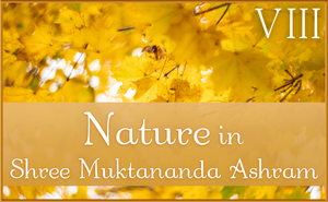 October: Nature VIII in Shree Muktananda Ashram