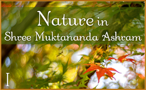 November: Nature I in Shree Muktananda Ashram