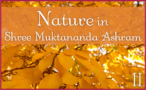 November: Nature II in Shree Muktananda Ashram