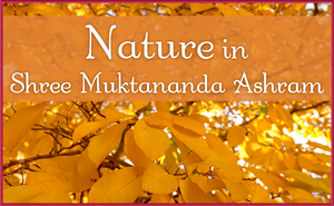 Nature in November in Shree Muktananda Ashram