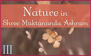 November: Nature III in Shree Muktananda Ashram