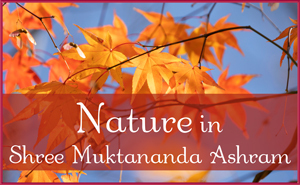 Nature in Shree Muktananda Ashram in November 2025
