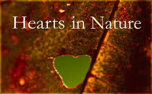 Hearts in Nature