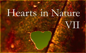 Hearts in Nature Gallery VII