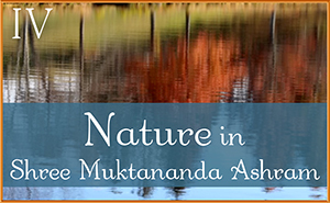 November: Nature IV in Shree Muktananda Ashram