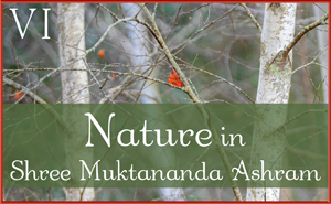 November: Nature VI in Shree Muktananda Ashram