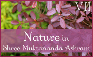 November: Nature VII in Shree Muktananda Ashram