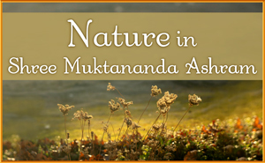Nature in Shree Muktananda Ashram in November 2025