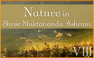 November: Nature VIII in Shree Muktananda Ashram