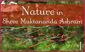 December: Nature I in Shree Muktananda Ashram