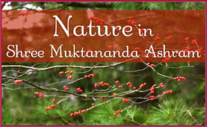 Nature in Shree Muktananda Ashram in November 2025