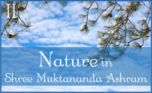 December: Nature II in Shree Muktananda Ashram