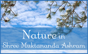 Nature in Shree Muktananda Ashram in November 2025