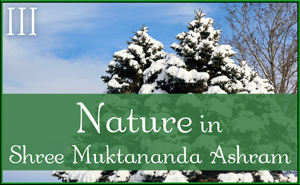 December: Nature III in Shree Muktananda Ashram
