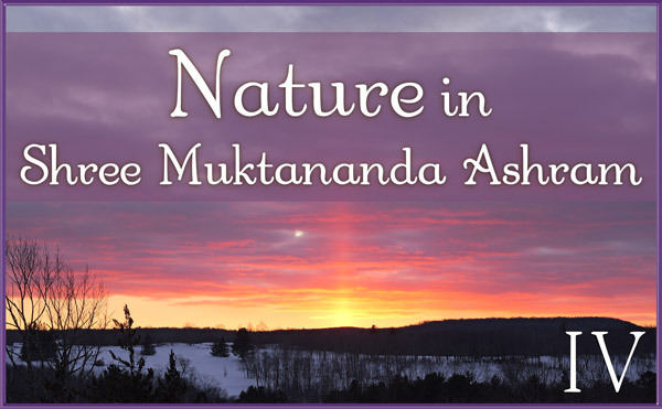 December: Nature IV in Shree Muktananda Ashram