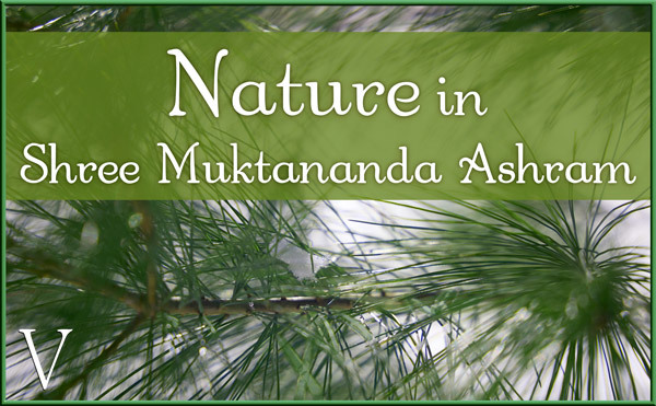 December: Nature V in Shree Muktananda Ashram
