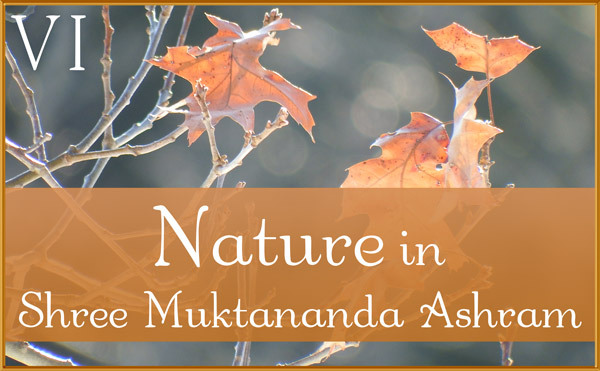 December: Nature VI in Shree Muktananda Ashram