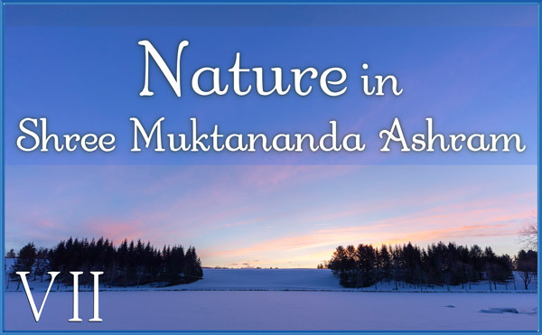 December: Nature VII in Shree Muktananda Ashram