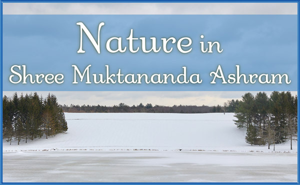 Nature in Shree Muktananda Ashram