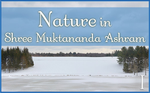 January: Nature I in Shree Muktananda Ashram