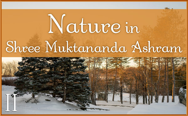 January: Nature II in Shree Muktananda Ashram